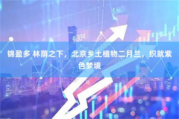锦盈多 林荫之下，北京乡土植物二月兰，织就紫色梦境